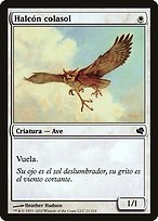 Suntail Hawk (PS11-021) - common