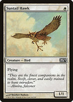 Suntail Hawk (M14-040) - common