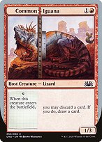 Common Iguana (UND-050) - common