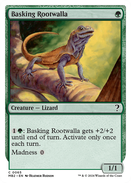 Basking Rootwalla (MB2-065) - common