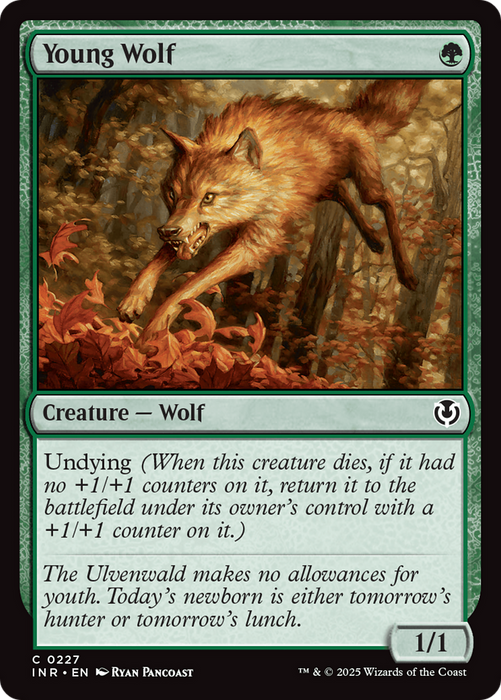 Young Wolf (INR-227) - common - Foil