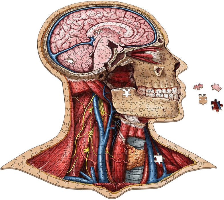 Dr. Livingston's Anatomy: Human Head (538 piece)