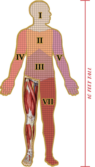 Dr. Livingston's Anatomy: Human Right Leg (900 piece)