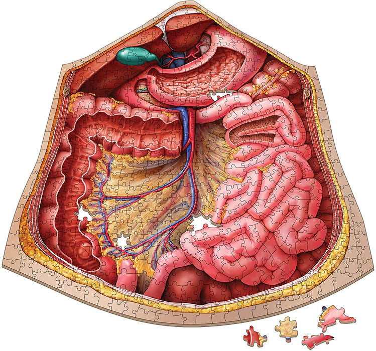 Dr. Livingston's Anatomy: Human Abdomen (577 pièces)