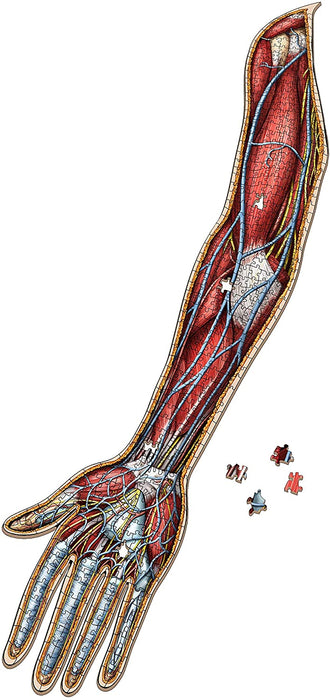 Dr. Livingston's Anatomy: Human Right Arm (498 pièces)