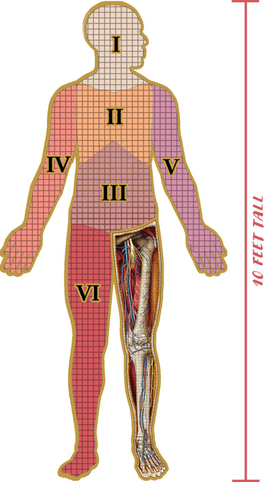 Dr. Livingston's Anatomy: Human Left Leg (884 piece)
