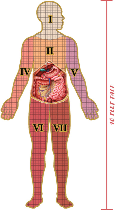 Dr. Livingston's Anatomy: Human Abdomen (577 pièces)