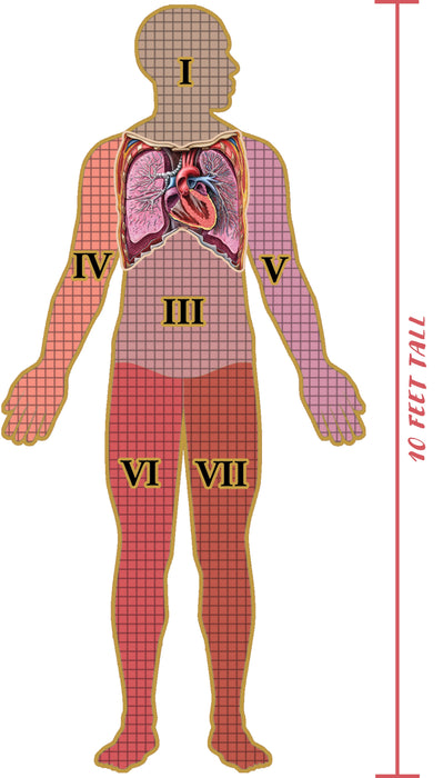 Dr. Livingston's Anatomy: Human Thorax (500 pièces)