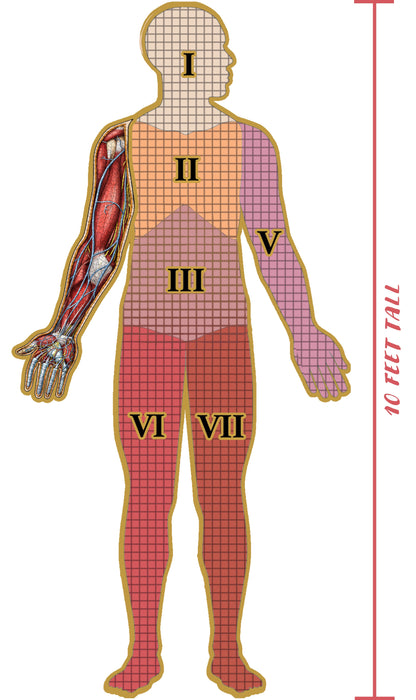 Dr. Livingston's Anatomy: Human Right Arm (498 pièces)