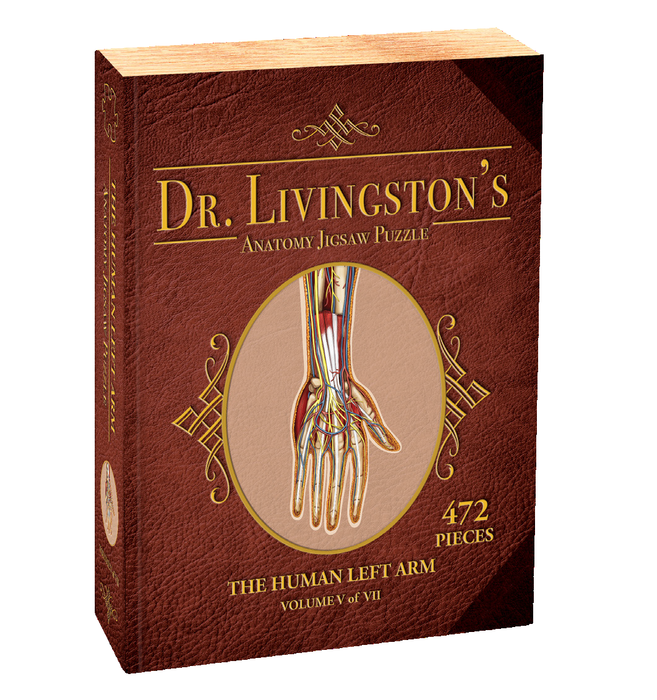Dr. Livingston's Anatomy: Human Left Arm (479 pièces)