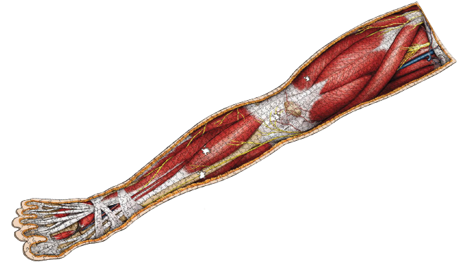 Dr. Livingston's Anatomy: Human Right Leg (900 piece)