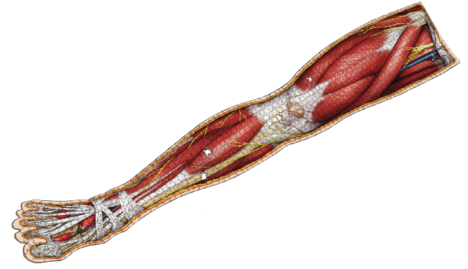 Dr. Livingston's Anatomy: Human Right Leg (900 pièces)
