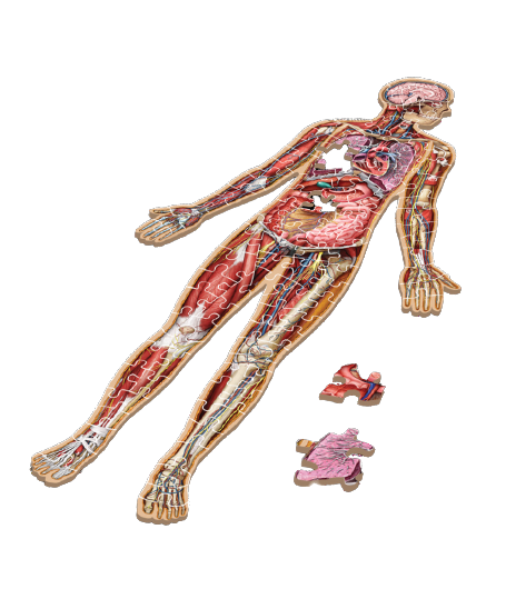 Kids Anatomy (100 pièces)