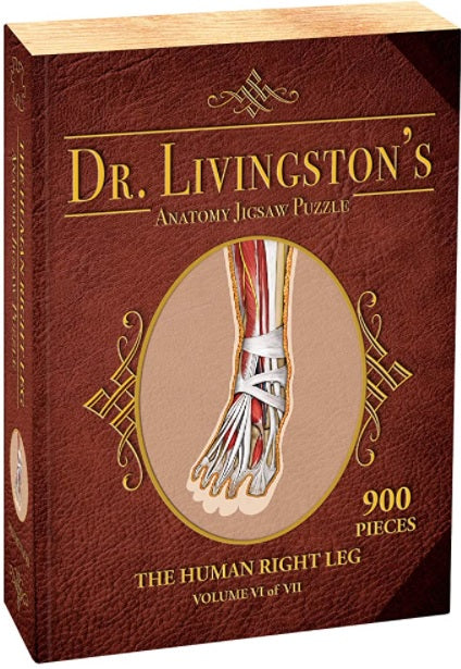 Dr. Livingston's Anatomy: Human Right Leg (900 piece)
